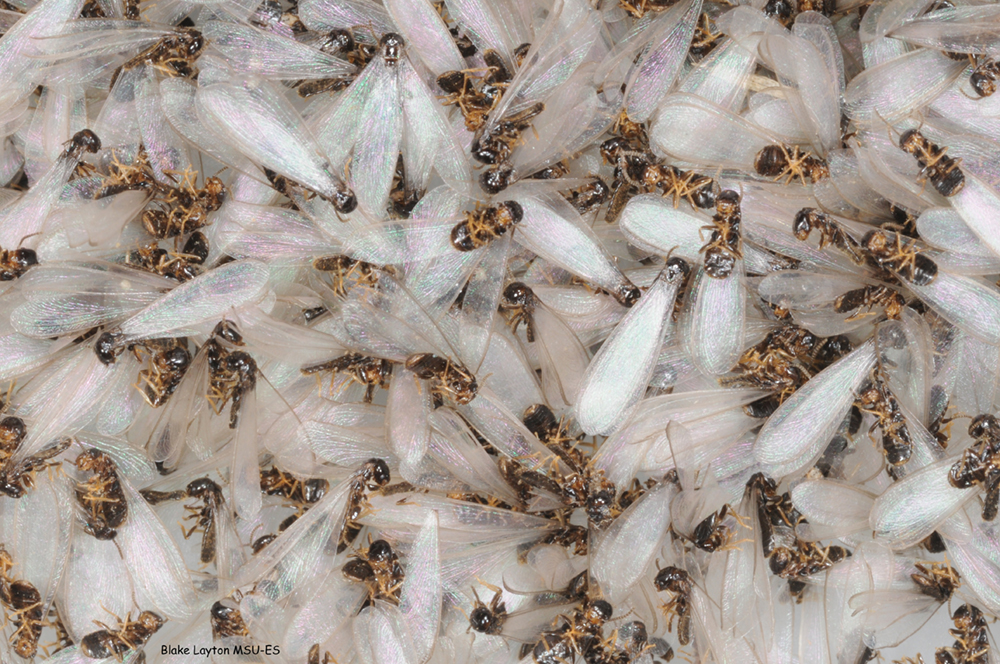 closeup view of a pile of dead termite swarmers.