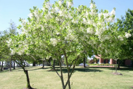A small tree with green leaves and white flowers
