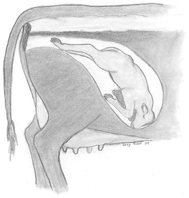 Sketch of a cow’s side showing the calf’s back legs stretched out toward the birth canal.