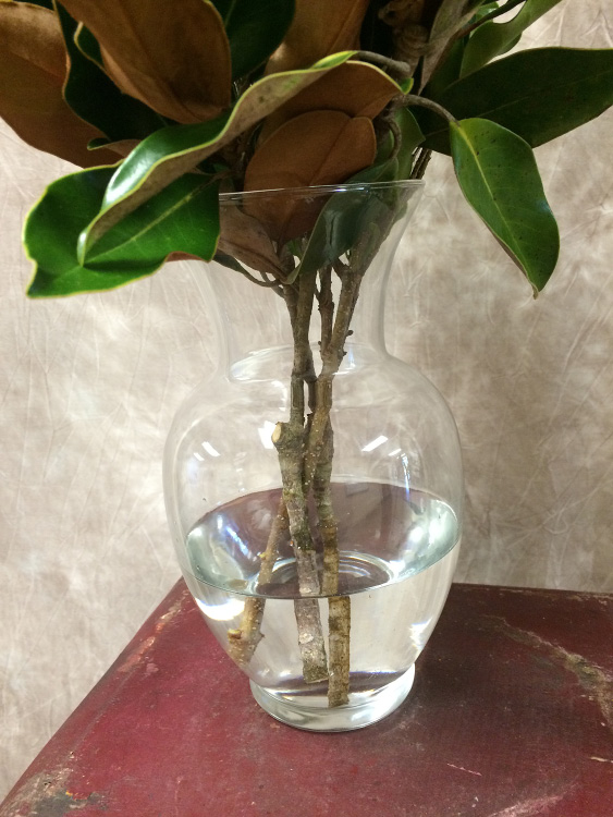 Branches with green magnolia leaves sitting in about 3 inches of water in a glass vase.