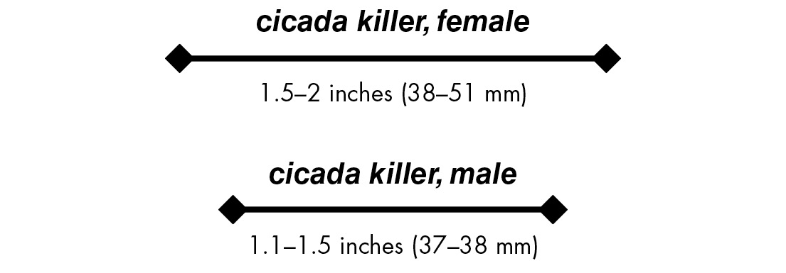 cicada killer, female 1.5–2 inches (38–51 mm) cicada killer, male 1.1–1.5 inches (37–38 mm)