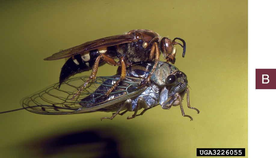 A cicada killer in flight, holding a captured cicada with its legs.
