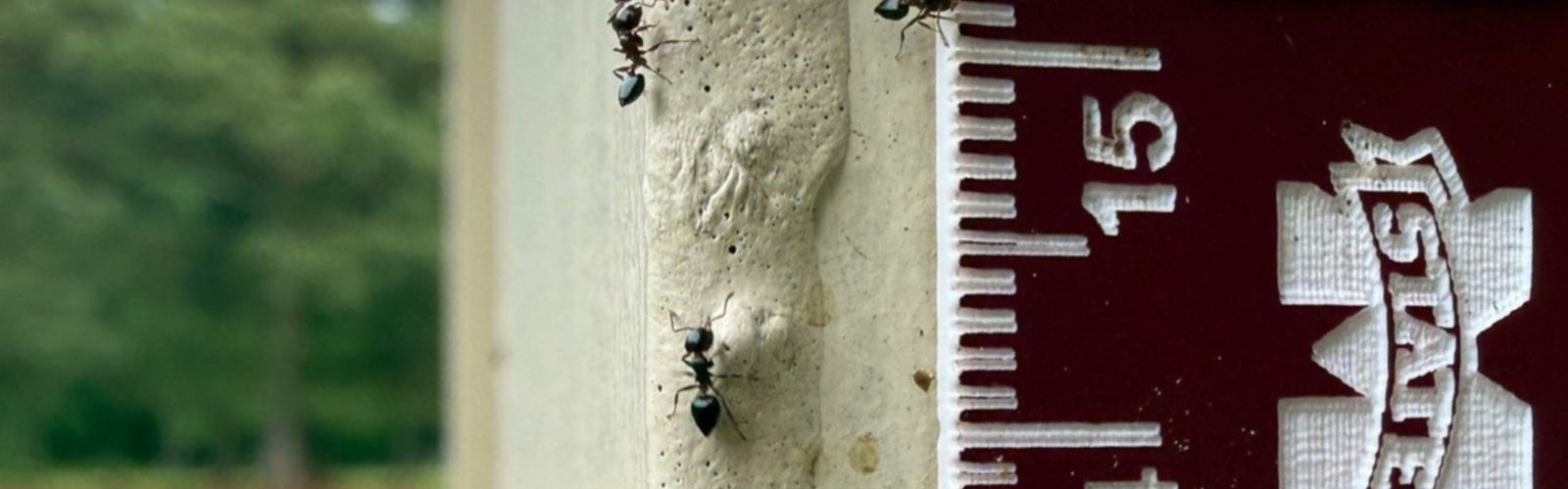 Black ants walk along a building post outdoors.