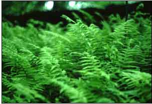 This is an image of ferns.