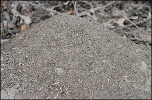 A mature mound will house over 100,000 ants.