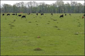 Fire ant densities in pastures can range from around 50 to more than 200 mounds per acre.