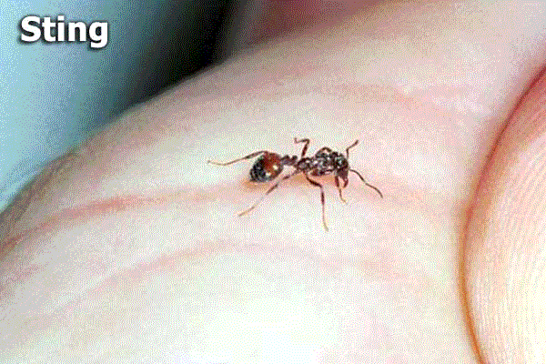 Fire ant stings cause a white pustule that lasts for many days.